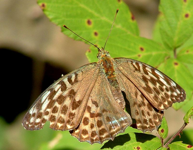 Argynnis paphia forma valesina